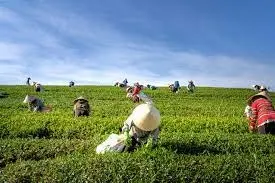 FARMING