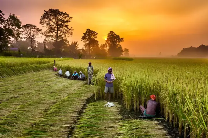 farmer